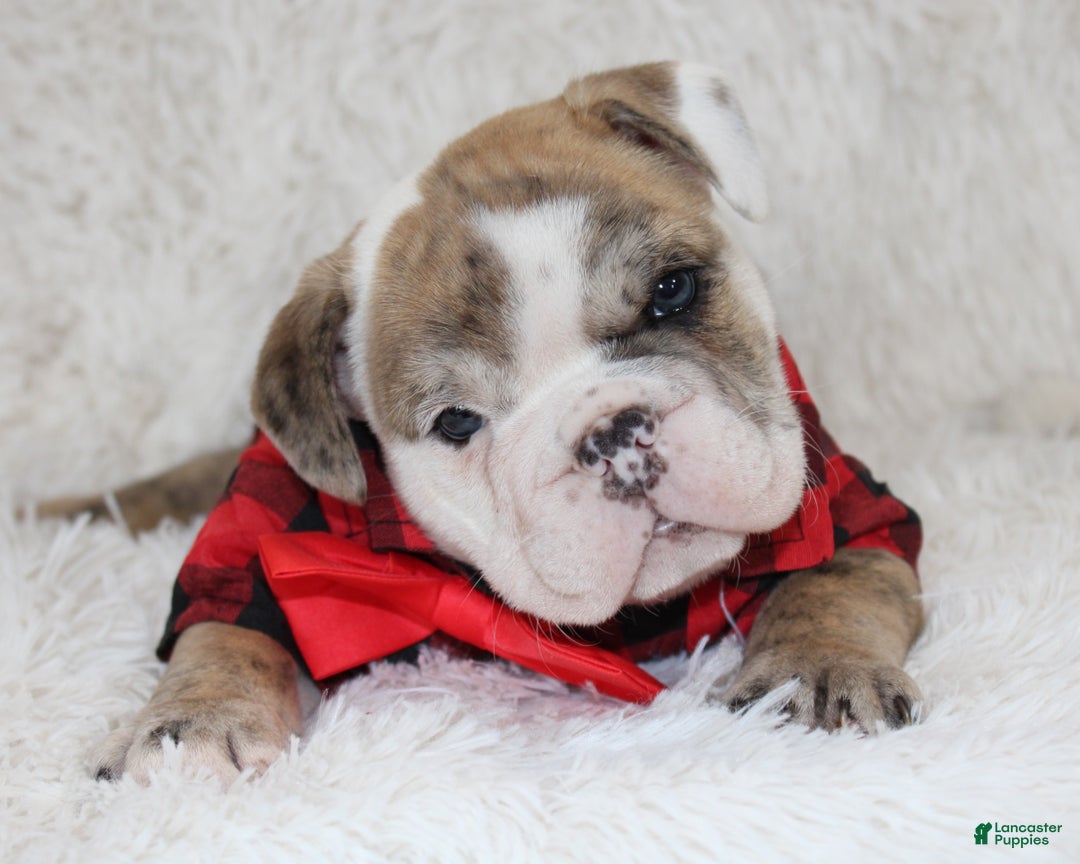English Bulldog dogs for sale: Theo - Ad 1