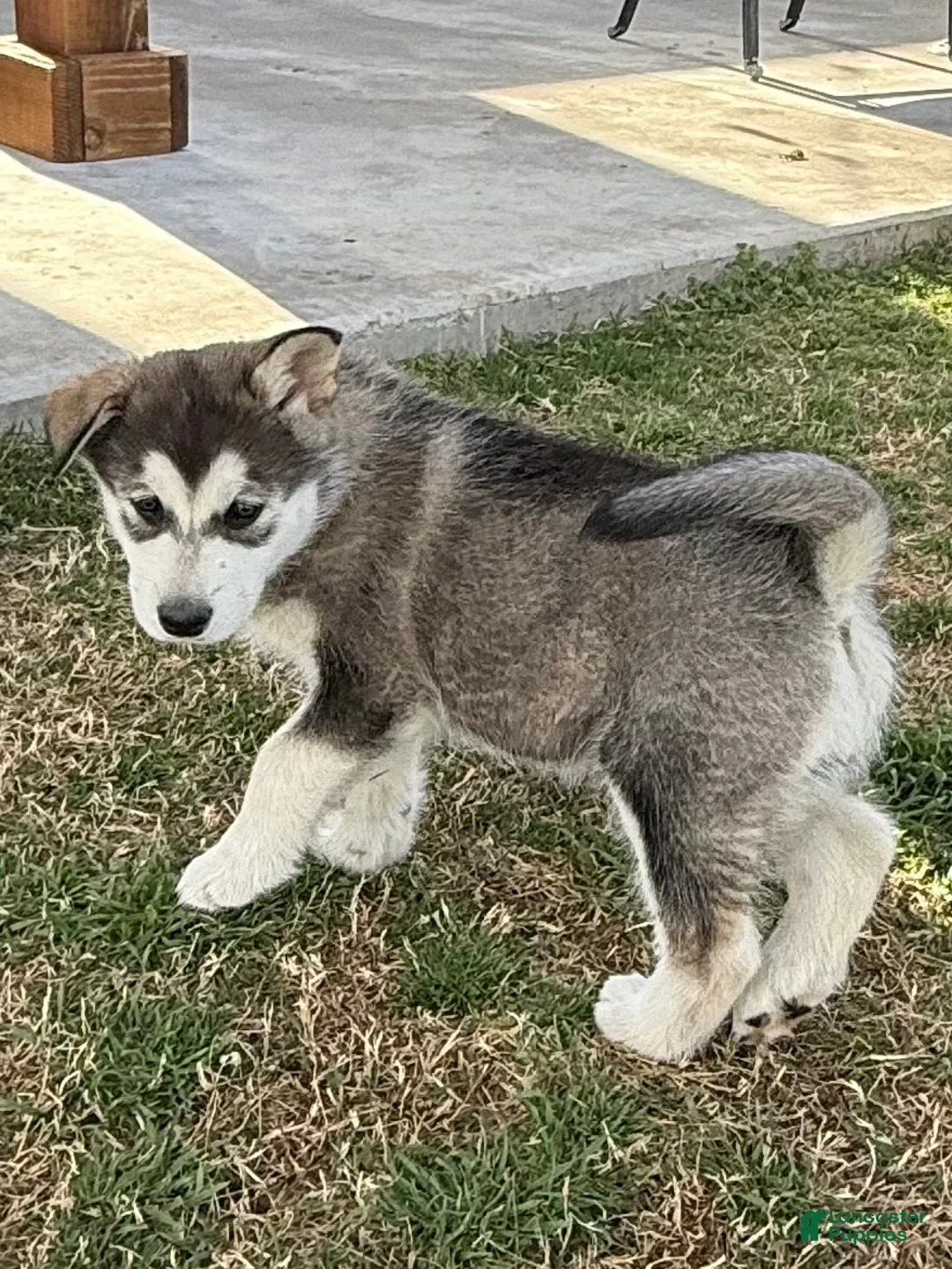 Alaskan Malamute dogs for sale: Alaskan Malamute Puppy 5 - Ad 1