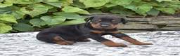 Doberman Pinscher dogs for sale: Rocky - Ad 5