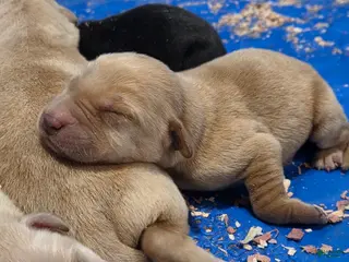 Labrador Retriever dogs yellow female 2 - Ad 8