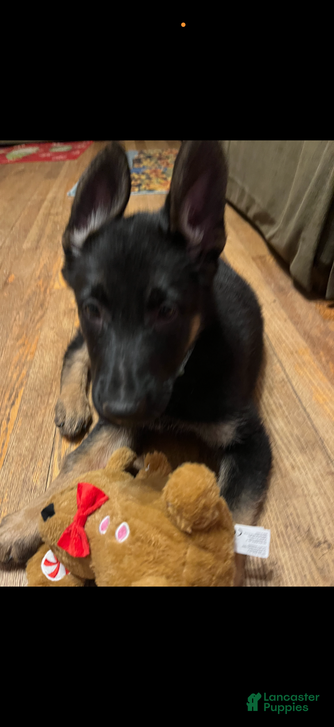 German Shepherd dogs for sale: Bella - Ad 2