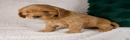 Mixed Breed dogs for sale: Max - Ad 3