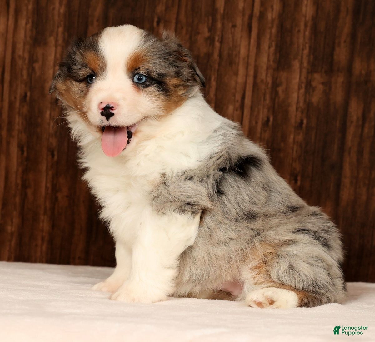 Miniature Australian Shepherd dogs Dawn - Ad 3