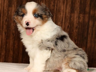 Miniature Australian Shepherd dogs Dawn - Ad 3