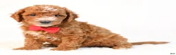 Mini Goldendoodle dogs for sale: Kobe - Ad 1