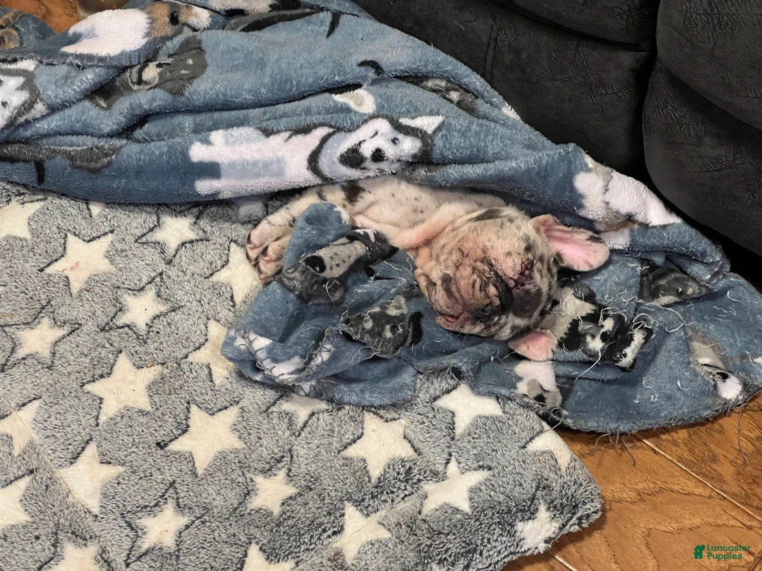 French Bulldog dogs for sale: Pops - Ad 2