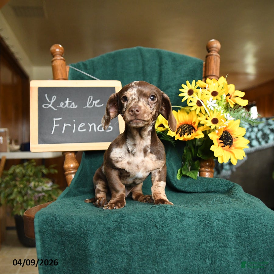 Miniature Dachshund dogs Oscar - Ad 1