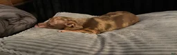 Chihuahua dogs for sale: Mr hazel  - Ad 9