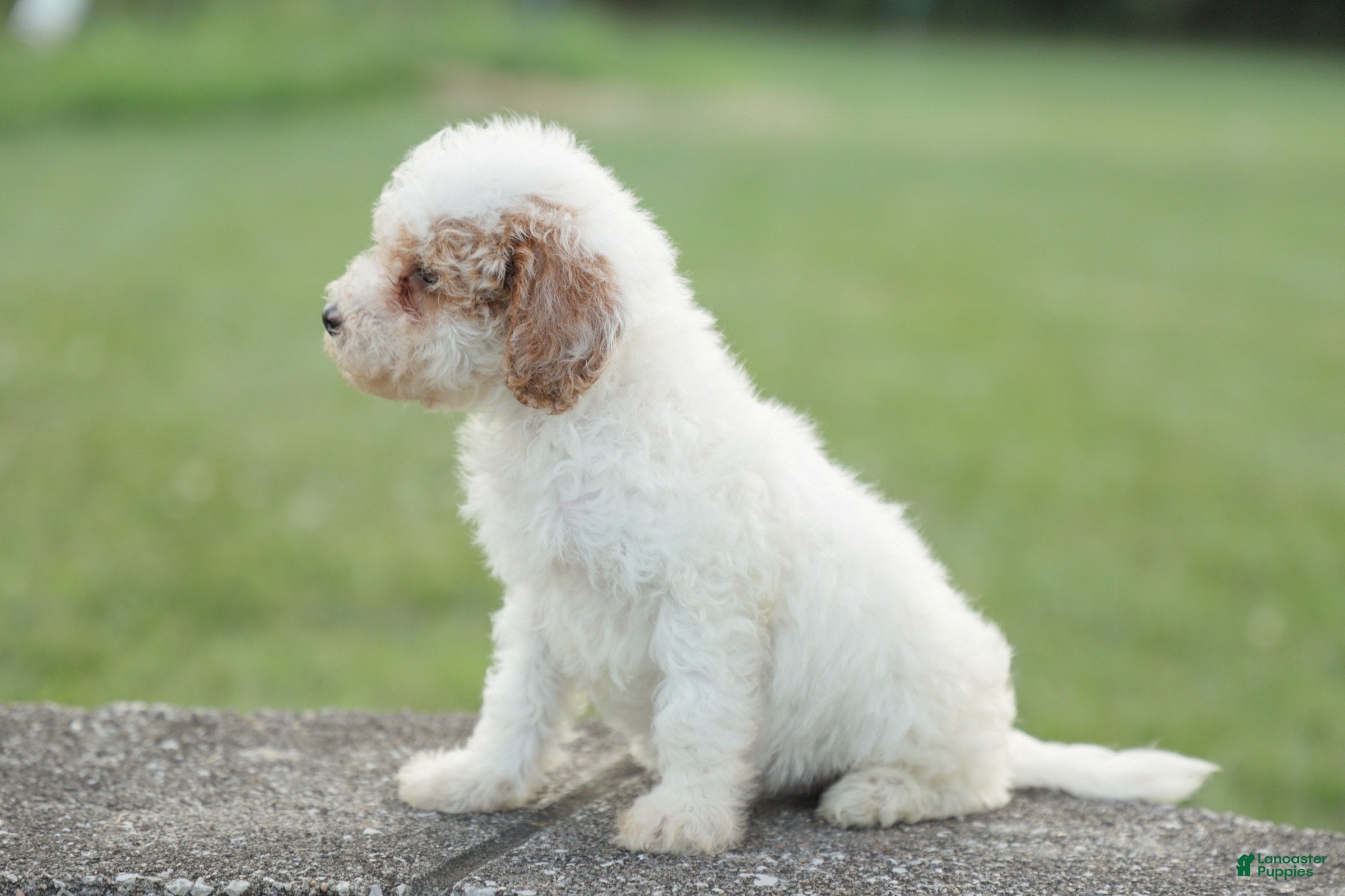 Miniature Poodle dogs Missy - Ad 2