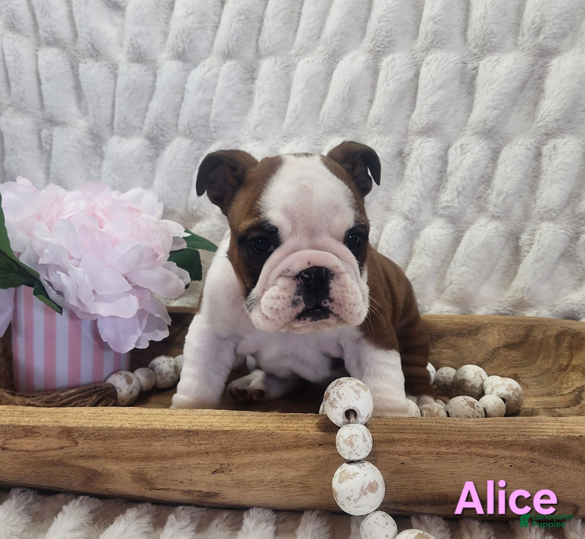 English Bulldog dogs AKC Alice  - Ad 2