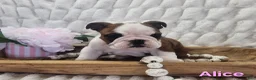 English Bulldog dogs for sale: AKC Alice  - Ad 2