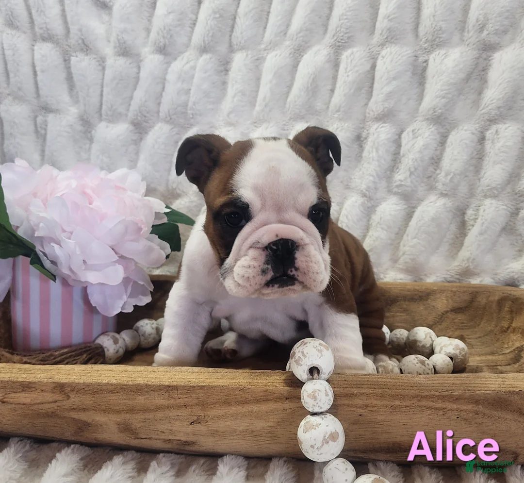 English Bulldog dogs for sale: AKC Alice  - Ad 2