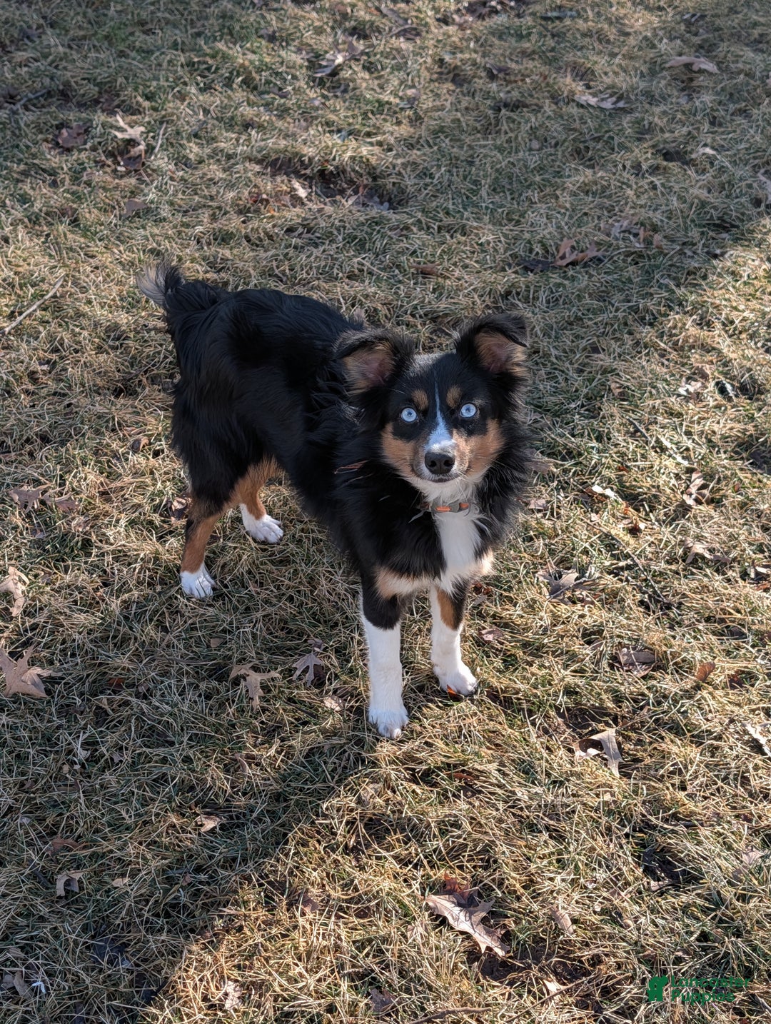 Miniature Australian Shepherd dogs for sale: Nova - Ad 2