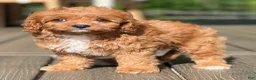 Cavapoo dogs for sale: Ollie - Ad 5