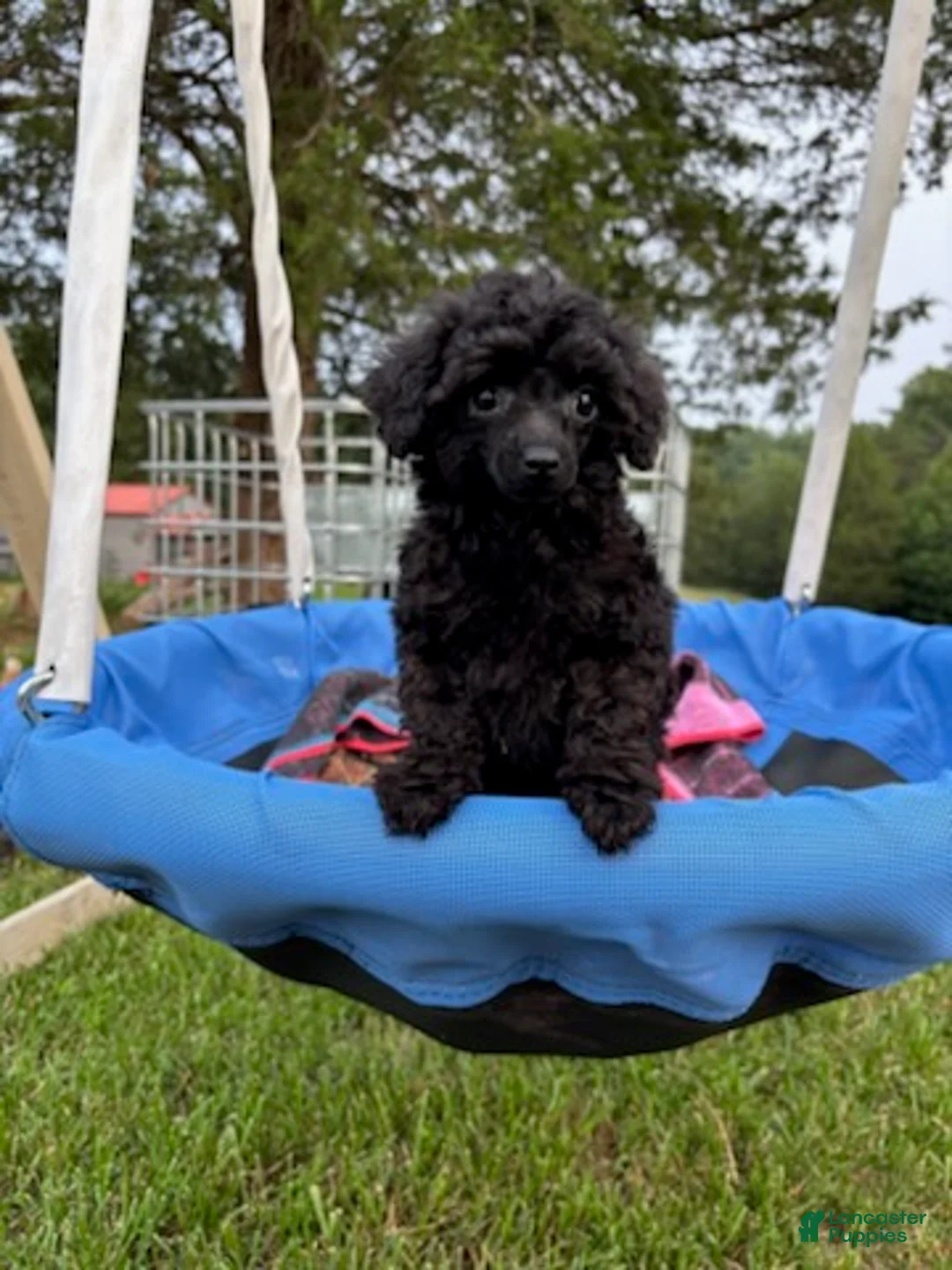 Toy Poodle dogs for sale: Winnie - Ad 10