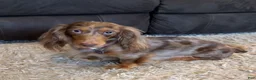Miniature Dachshund dogs for sale: Anna - Ad 3