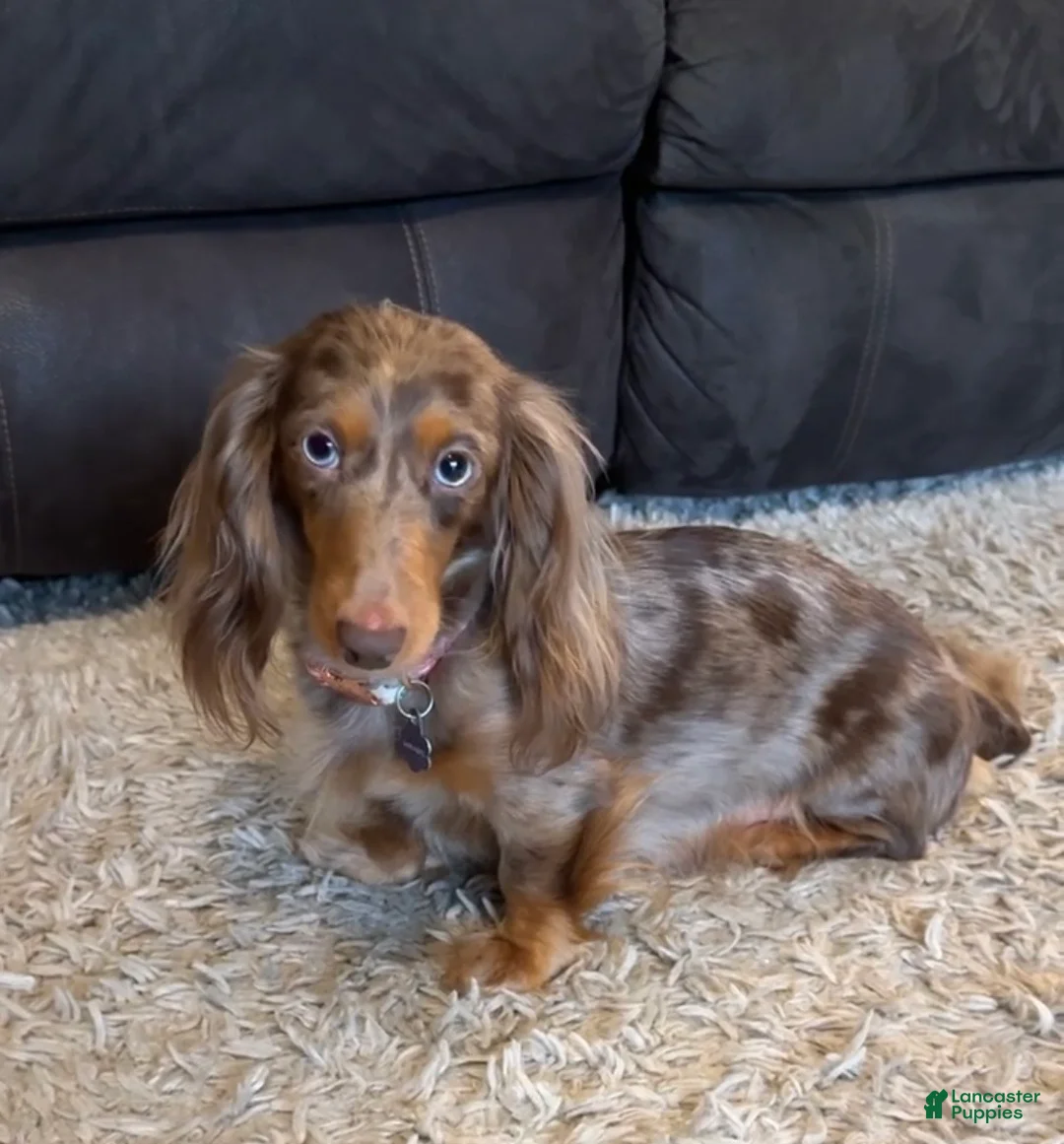 Miniature Dachshund dogs for sale: Anna - Ad 3