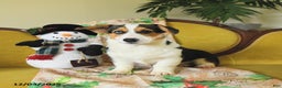 Welsh Corgi Pembroke dogs for sale: Natalie - Ad 2