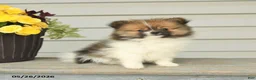 Pomeranian dogs for sale: Glen - Ad 3