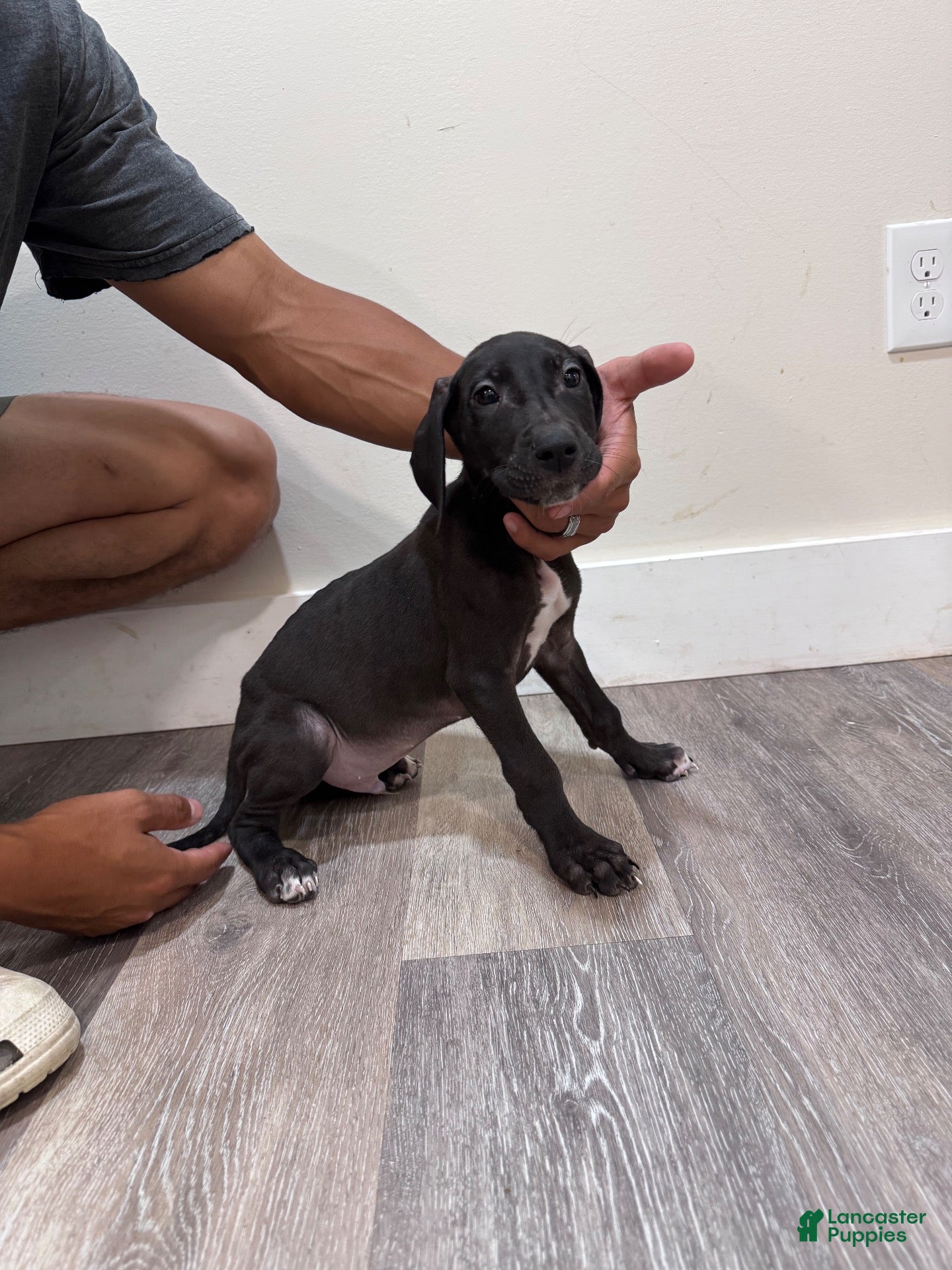 Great Dane dogs Great Dane 2 (Buck)  - Ad 41