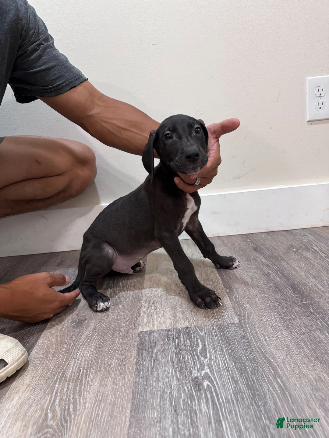 Great Dane dogs for sale: Great Dane 2 (Buck)  - Ad 1