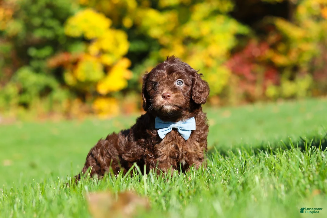 Cavapoo dogs for sale: Rusty - Ad 2
