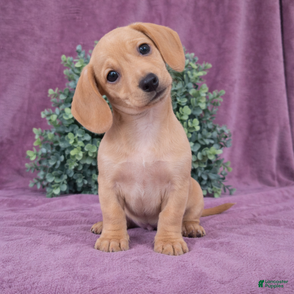 Dachshund dogs Holley - Ad 1