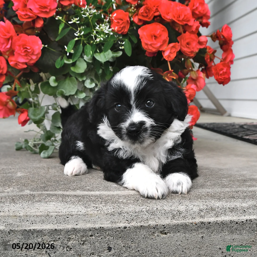 Mini Aussiedoodle dogs for sale: Tommy - Ad 1