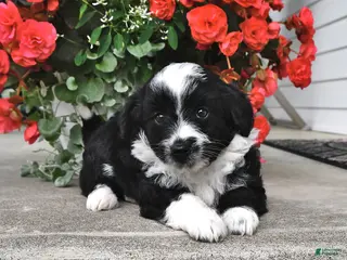 Mini Aussiedoodle dogs for sale: Tommy - Ad 1