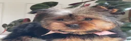 Yorkshire Terrier dogs for sale: Felicity - Ad 8
