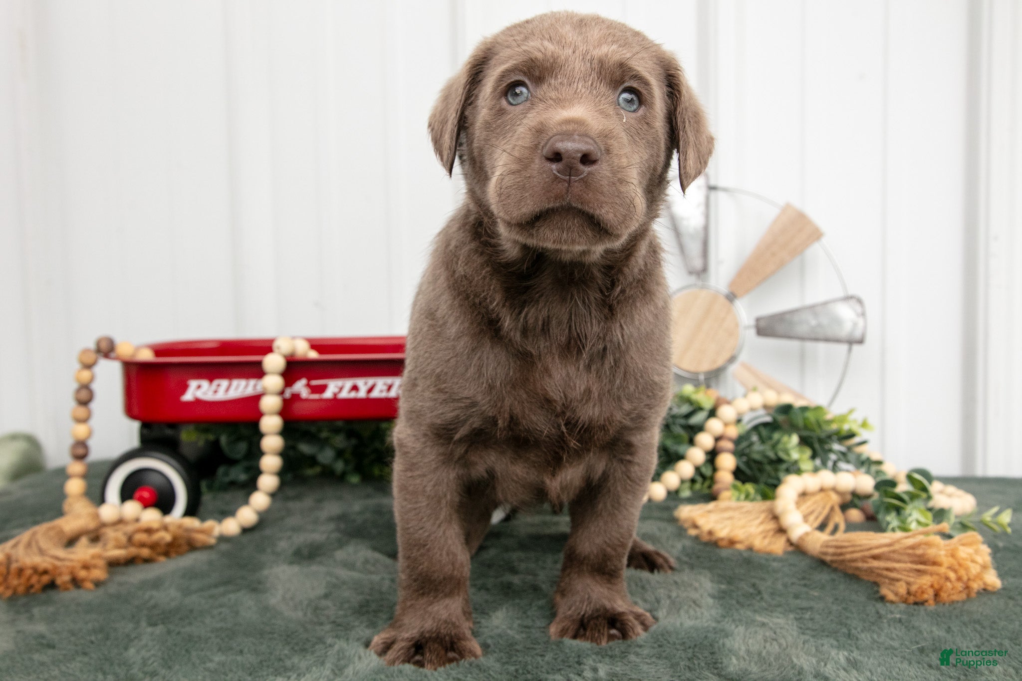 Labrador Retriever dogs Bingo - Ad 1