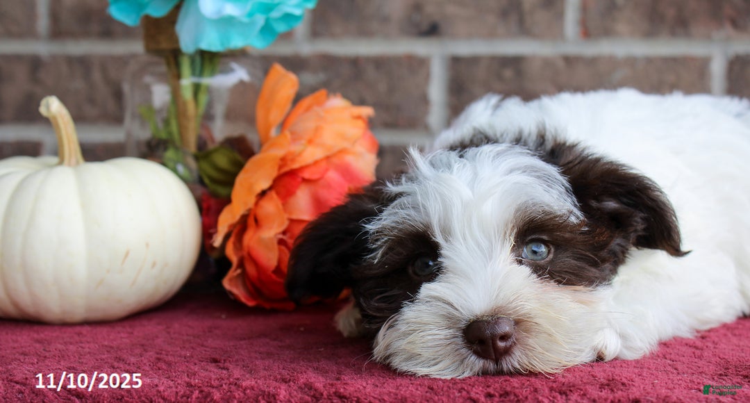 Miniature Schnauzer dogs for sale: Olive  - Ad 2