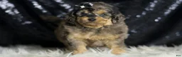 Mini Goldendoodle dogs for sale: Remington - Ad 4