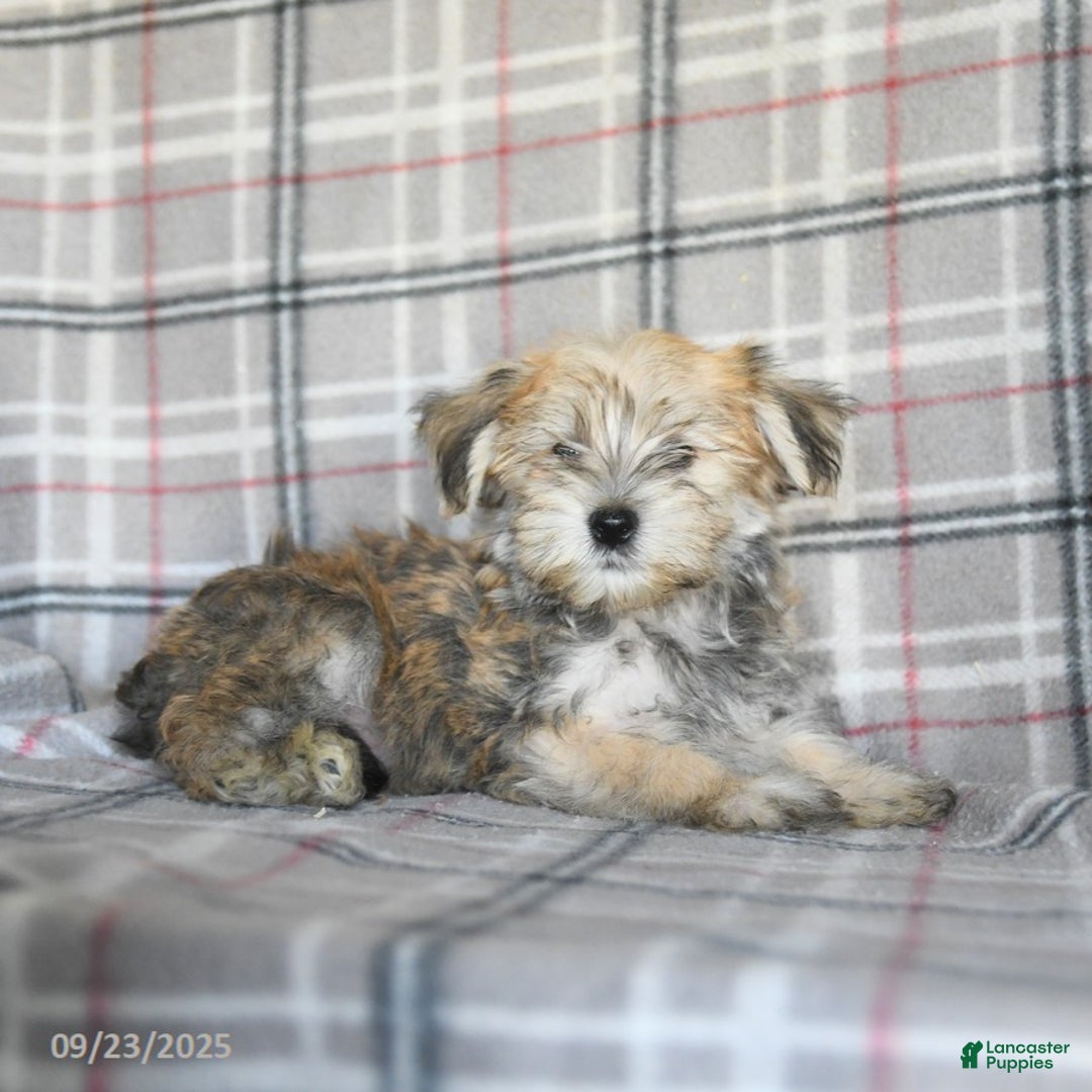Morkie dogs for sale: Vinnie - Ad 7