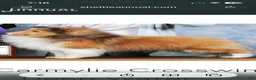 Shetland Sheepdog dogs for sale: Shetland Sheepdog  - Ad 7