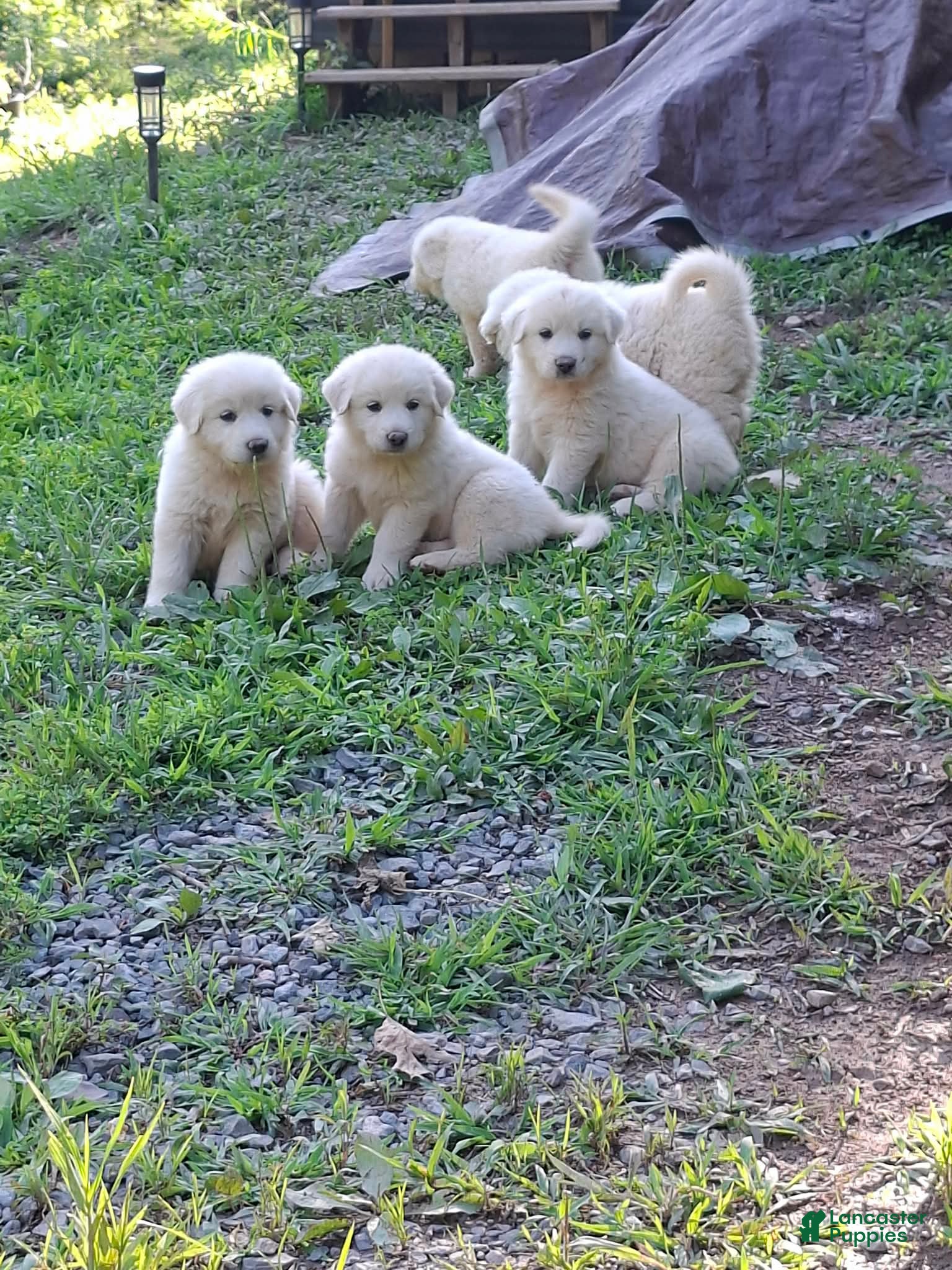 Great Pyrenees dogs Great Pyrenees 6 - Ad 30