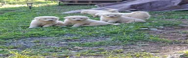 Great Pyrenees 6