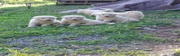 Great Pyrenees dogs for sale: Great Pyrenees 6 - Ad 1