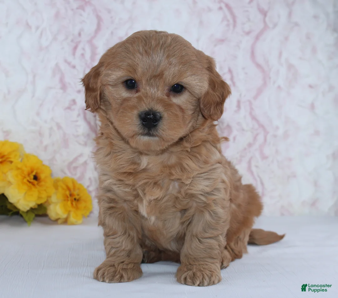 Mini Goldendoodle dogs for sale: Conley - Ad 6