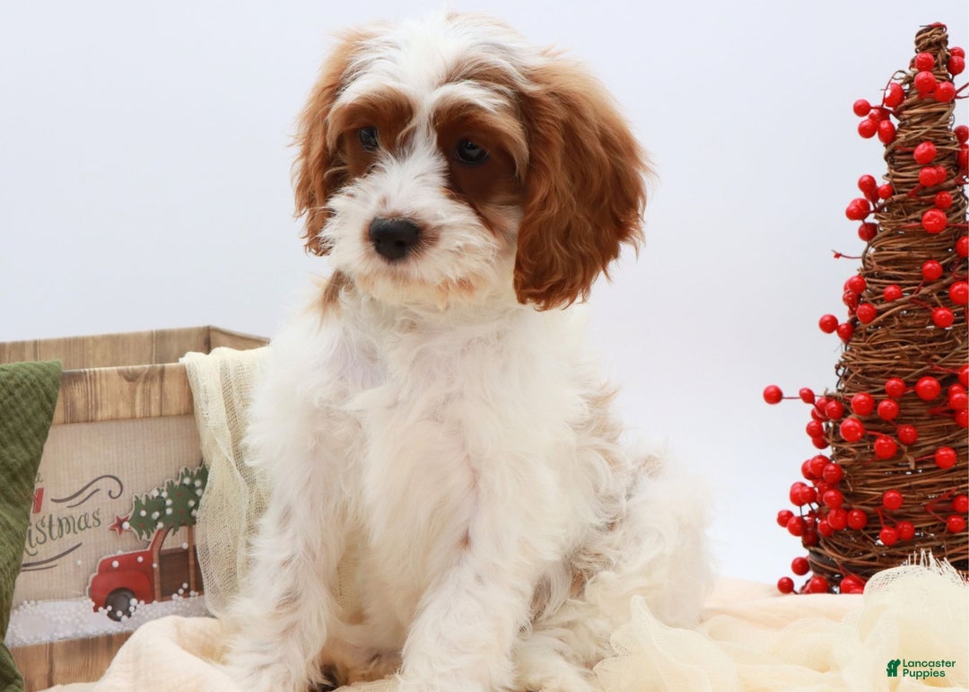 Cavapoo dogs for sale: Jetta - Ad 6