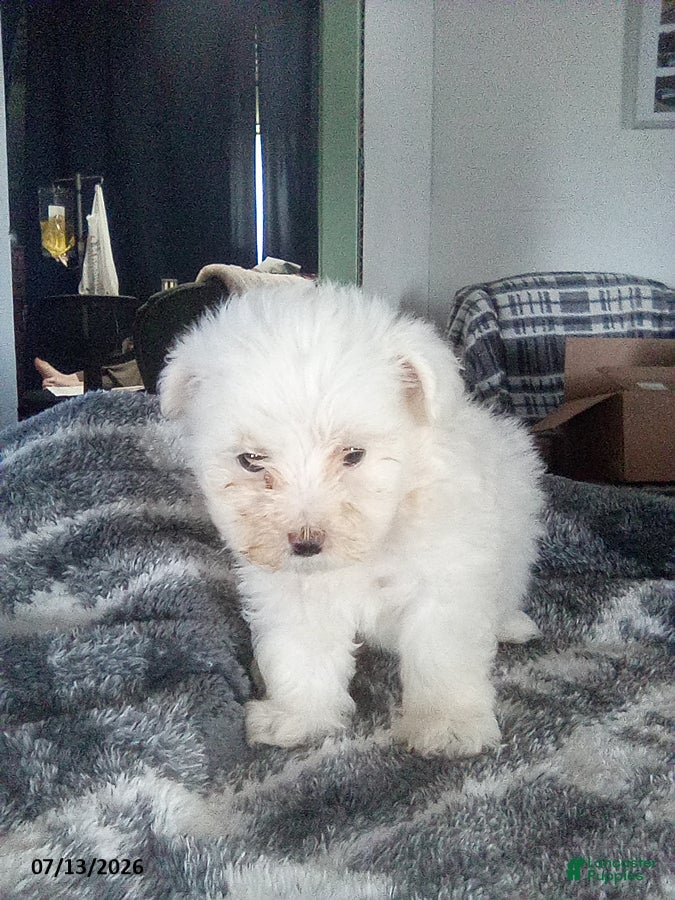 Pomapoo dogs Hermione - Ad 1