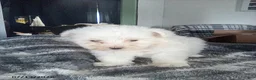 Pomapoo dogs for sale: Hermione - Ad 1