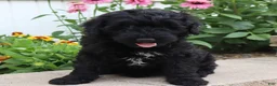 Mini Goldendoodle dogs for sale: Fabion - Ad 5