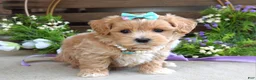 Maltipoo dogs for sale: Bella - Ad 8