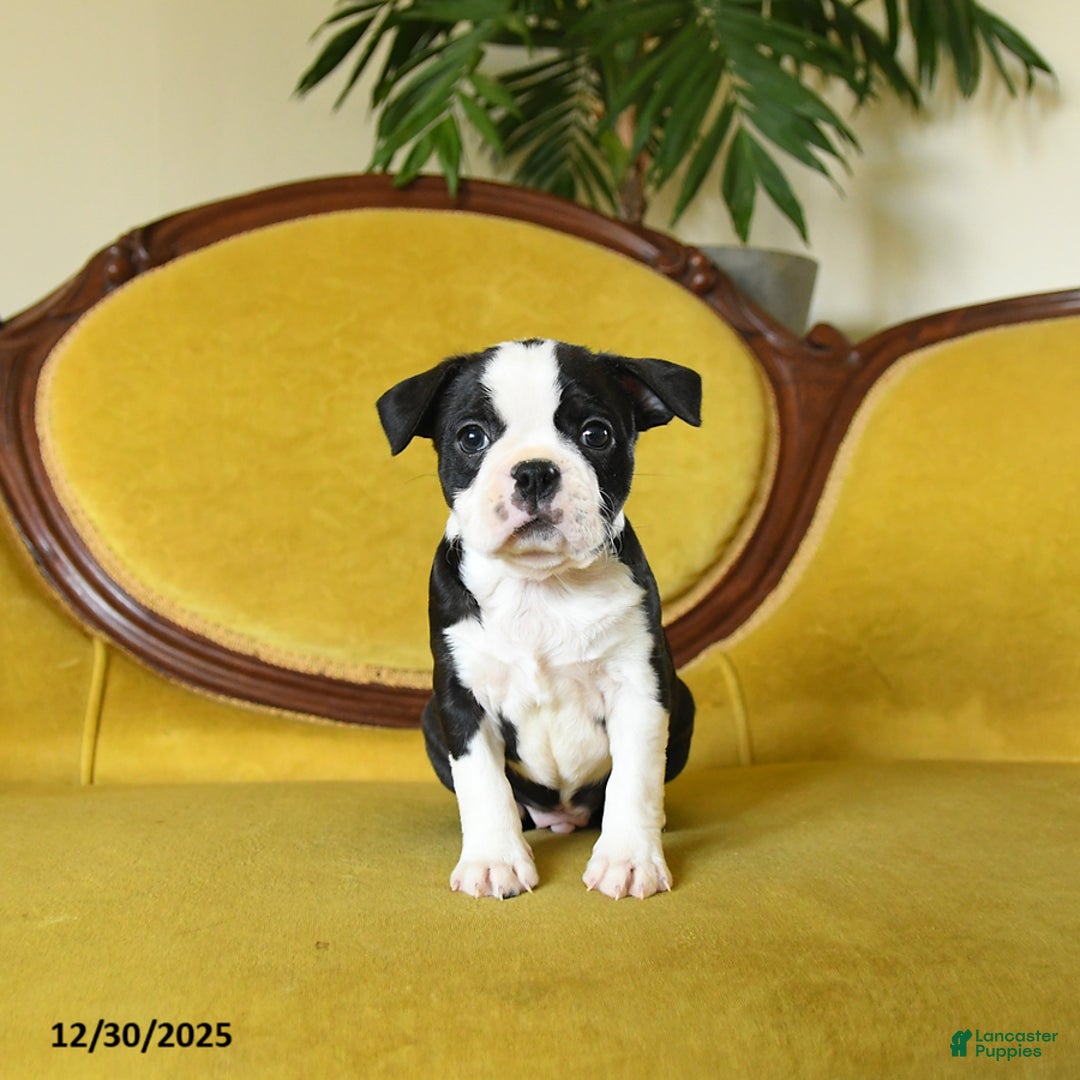 Boston Terrier dogs for sale: Jingles - Ad 8