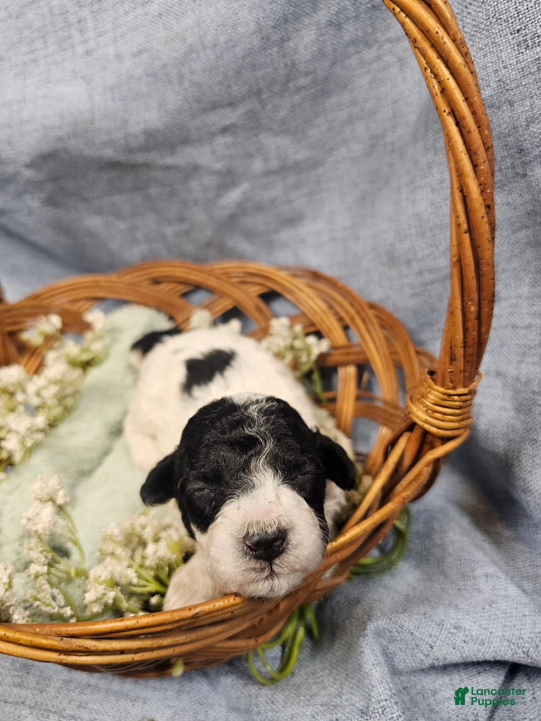 Mini Goldendoodle dogs for sale: Mr. Beans  - Ad 1