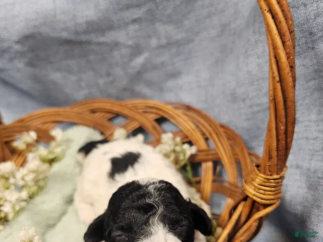 Mini Goldendoodle dogs for sale: Mr. Beans - Ad 1
