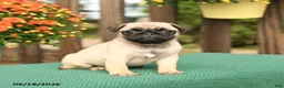 Pug dogs for sale: Mango - Ad 3