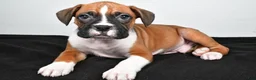 Boxer dogs for sale: Tyler - Ad 5