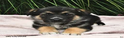 Mixed Breed dogs for sale: Everest  - Ad 1